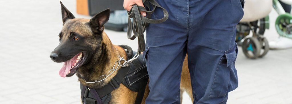 כלבים K9 - אביר ביטחון ומודיעין